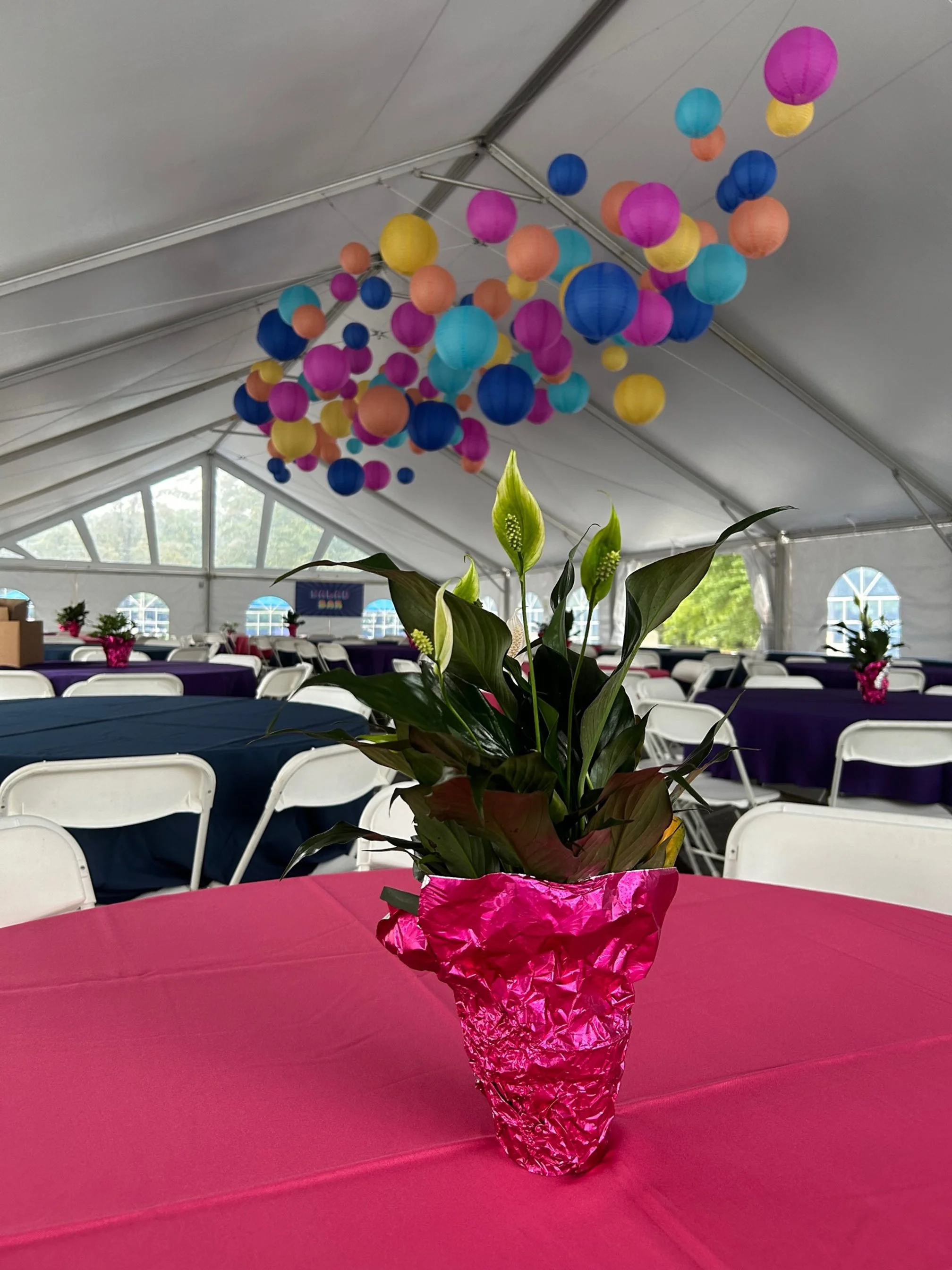 A potted plant with green leaves and white flowers wrapped in pink foil on a pink tablecloth, with multicolored paper lanterns hanging from the ceiling and tables decorated with purple and pink accents in a large event tent.