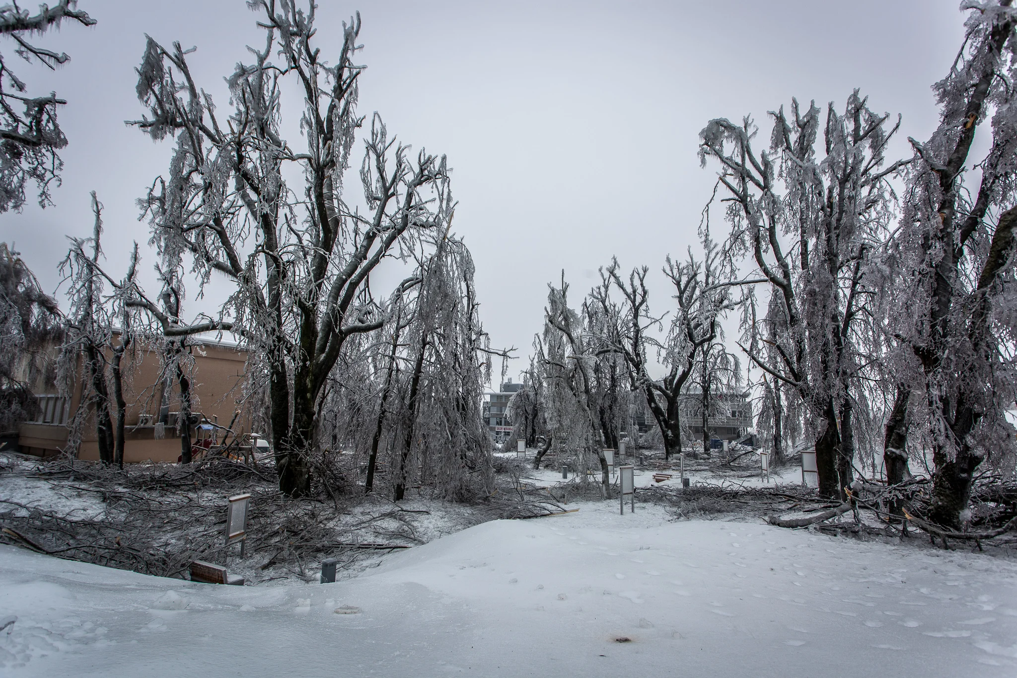 Broken trees in a park, devastated by the weight of ice on the branches.