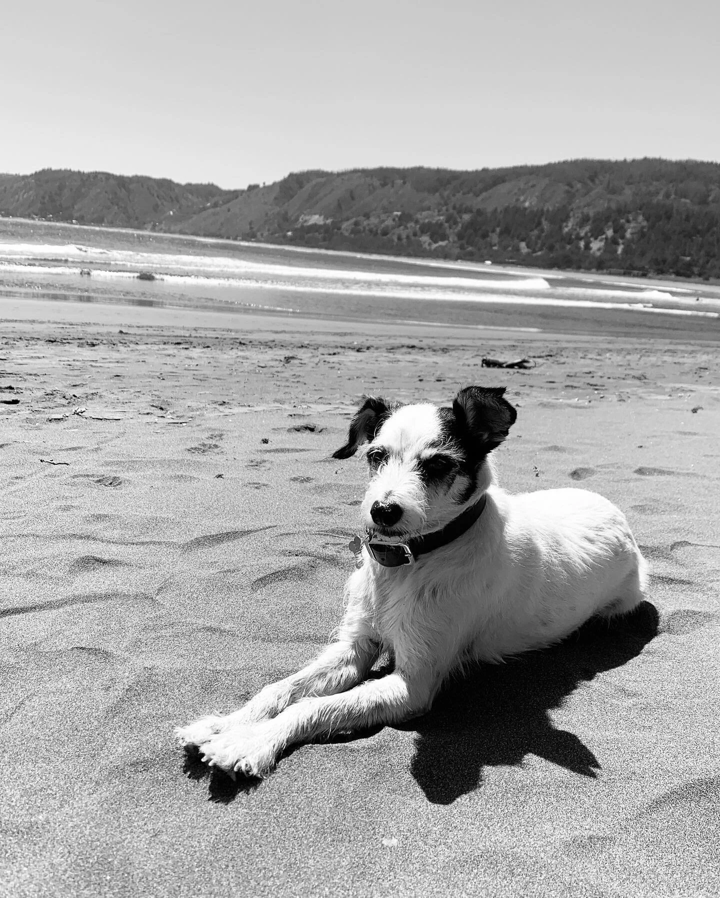 A different kind of love &hearts;️🐾 07/22 

Hace casi un a&ntilde;o descubr&iacute; un amor diferente. 

Por medio de dos instancias de rescate y adopci&oacute;n lleg&oacute; a mi vida Coco, un mestizo incre&iacute;blemente bien portado (le decimos,