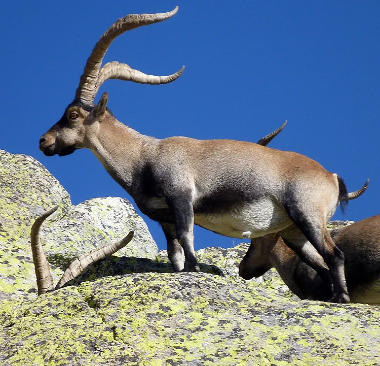 travesia_gredos_21.jpg