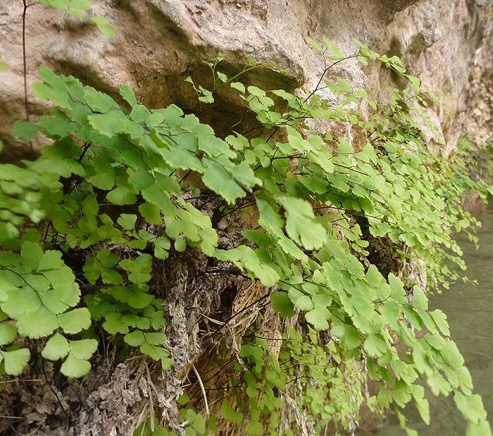   Adiantum Capillus-veneris   FOTO FGZ  