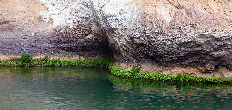 Colonia de AdianGum Capillus-veneris en el río Alcanadre FOTO FG z