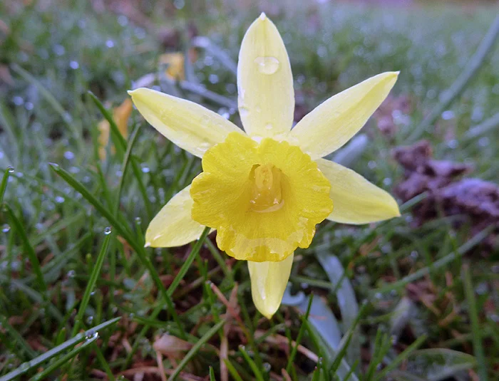  Narcissus pseudonarcisus. Foto FGZ 