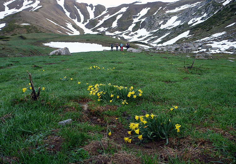 Narciso de prado. PN Valles Occidentales. Foto FGZ