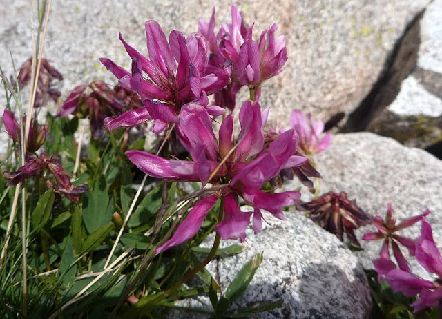   Trifolium alpinum   FOTO FGZ  