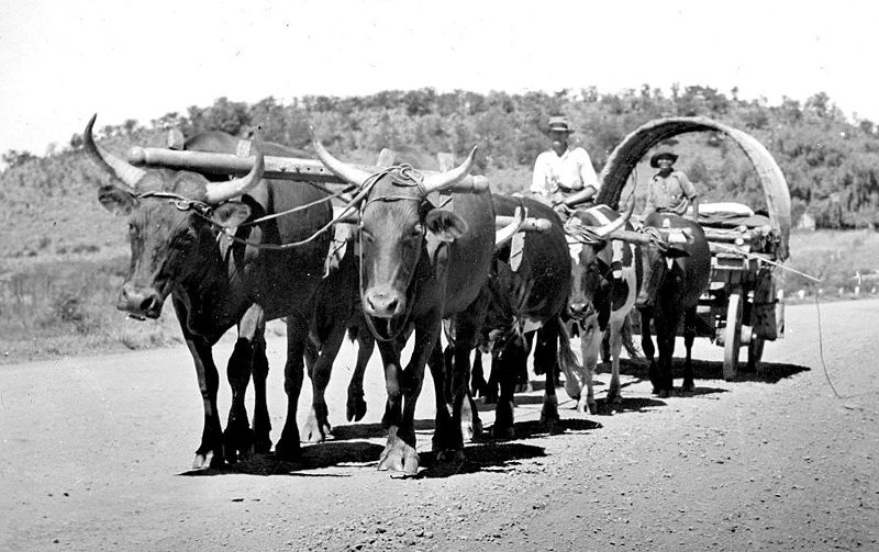 Carro boer de transporte. Foto de 1940. Fuente: streamsandforests.wordpress.com