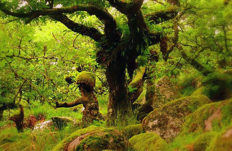 Wistman woods . Foto de Steven Marks