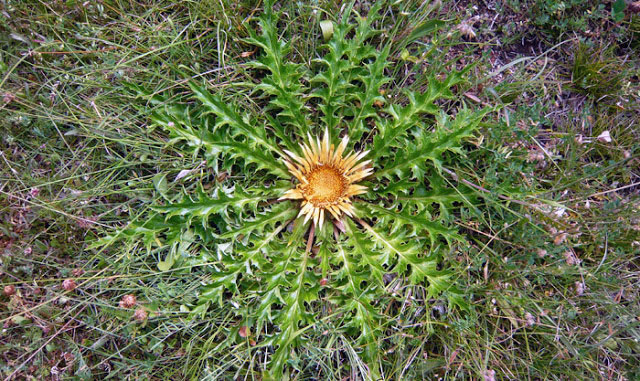 Carlina acantifolia . FOTO FGZ