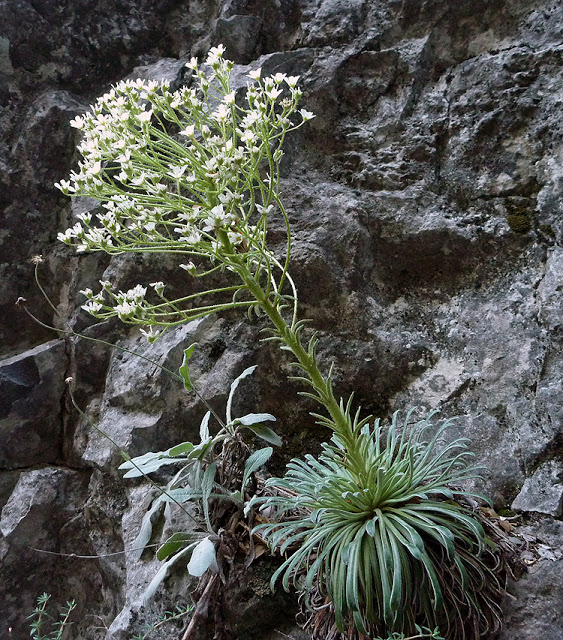 Corona en flor. FOTO FGZ