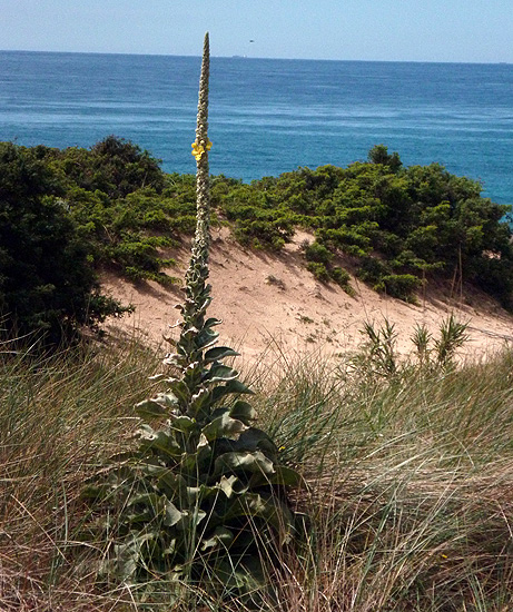 Gordolobo (Verbascum thapsus) FOTO FGZ