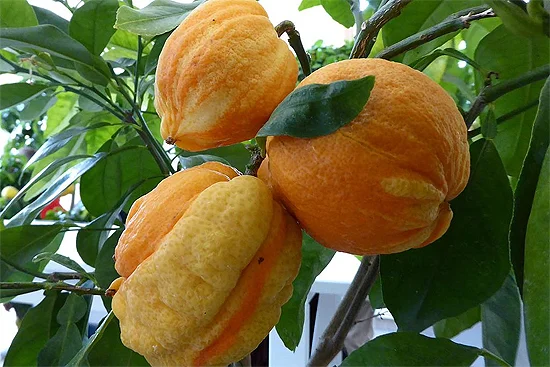  Citrus Bizarria . La más curiosa de las formas. FOTO:  Wikipedia  
