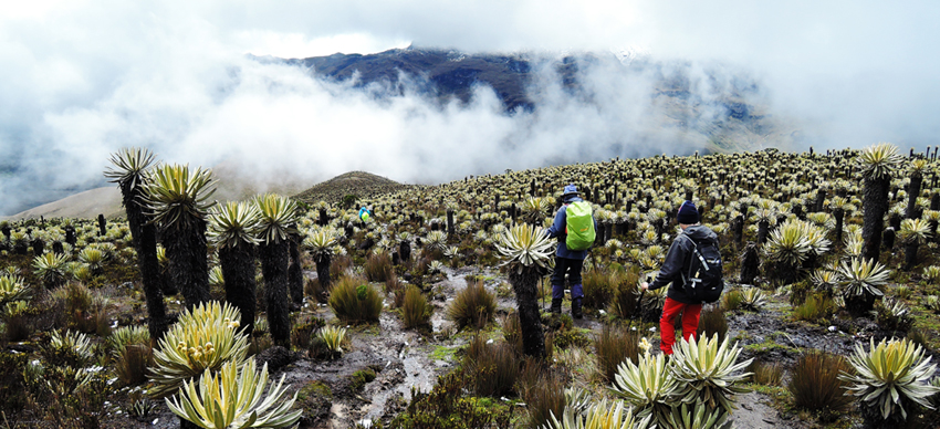 Trekking Colombia Parque de los Nevados | Viajes a Pie