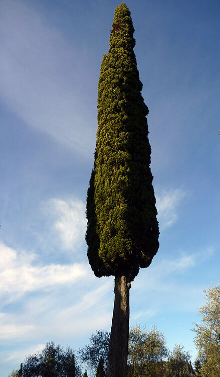  Ciprés ( Cupressus sempervirens )  FOTO FGZ  