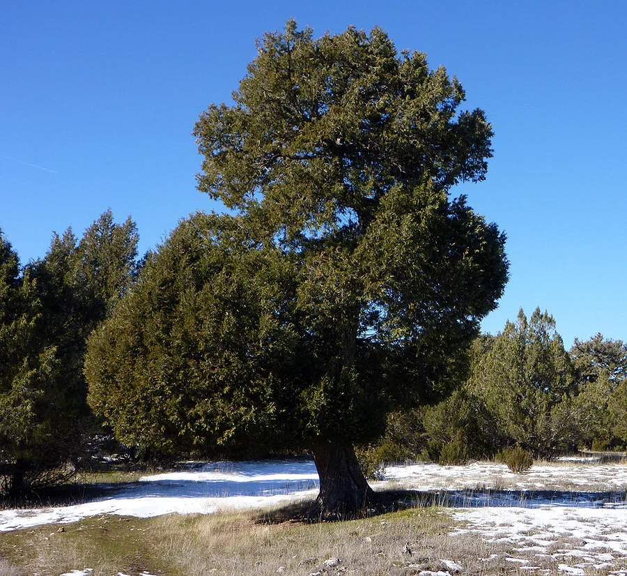   Juniperus Thurifera   FOTO FGZ  