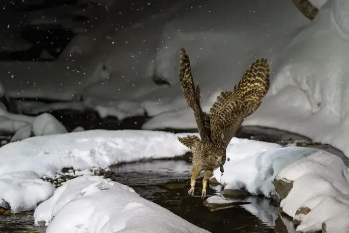 Foto  Mario Nonaka  en  National Geographic . Un búho manchú de la subespecie Bubo  blakistoni blakistoni  vuela cerca de Rausu, Japón. 