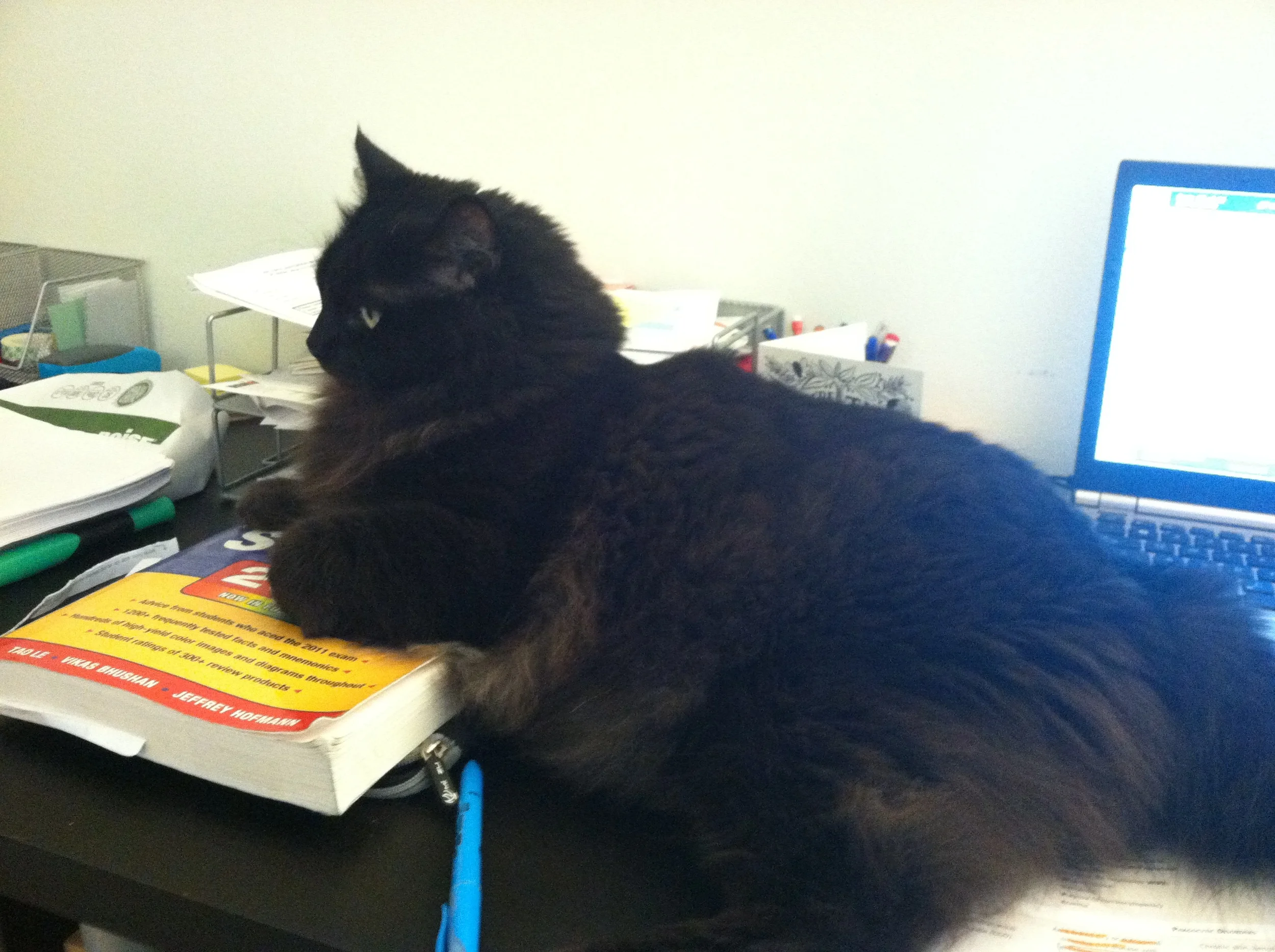 Dart helping me study. 