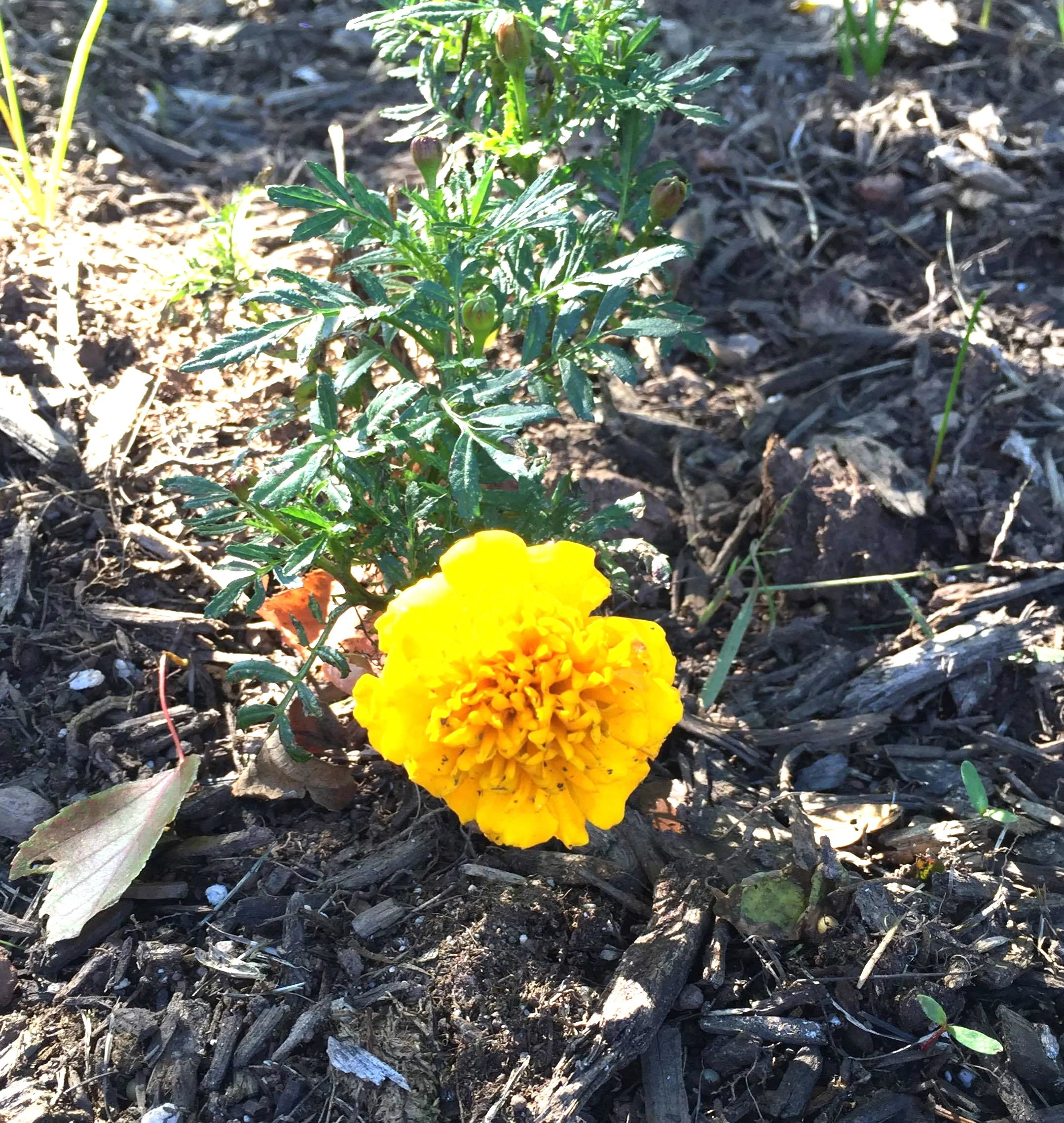 A beautiful yellow flower. 