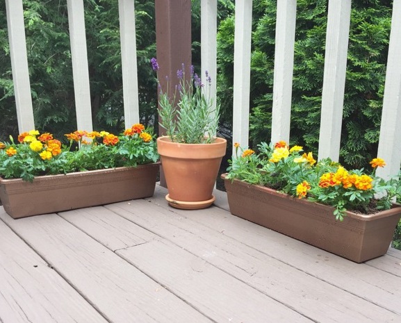 My little container garden on the deck. 
