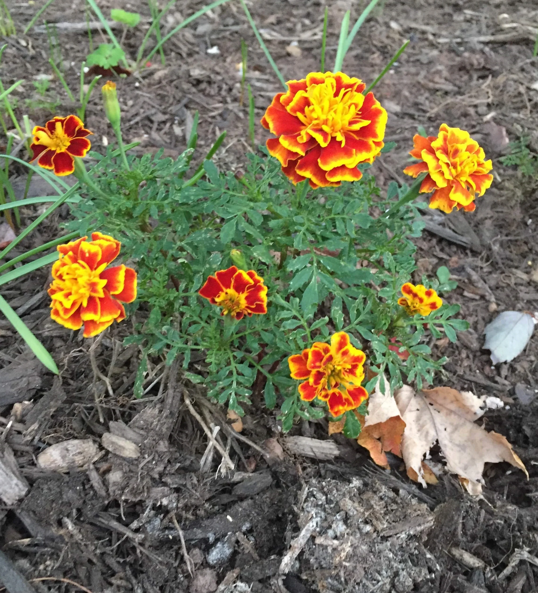 Miracle Marigolds