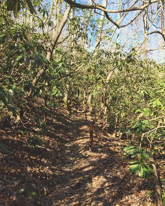 Love me some rhododendrons πΏ