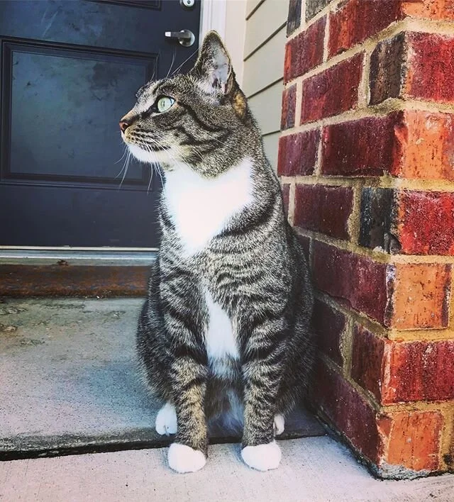 Our stoop kid has been growing more fond of the outdoors πΏβοΈππ