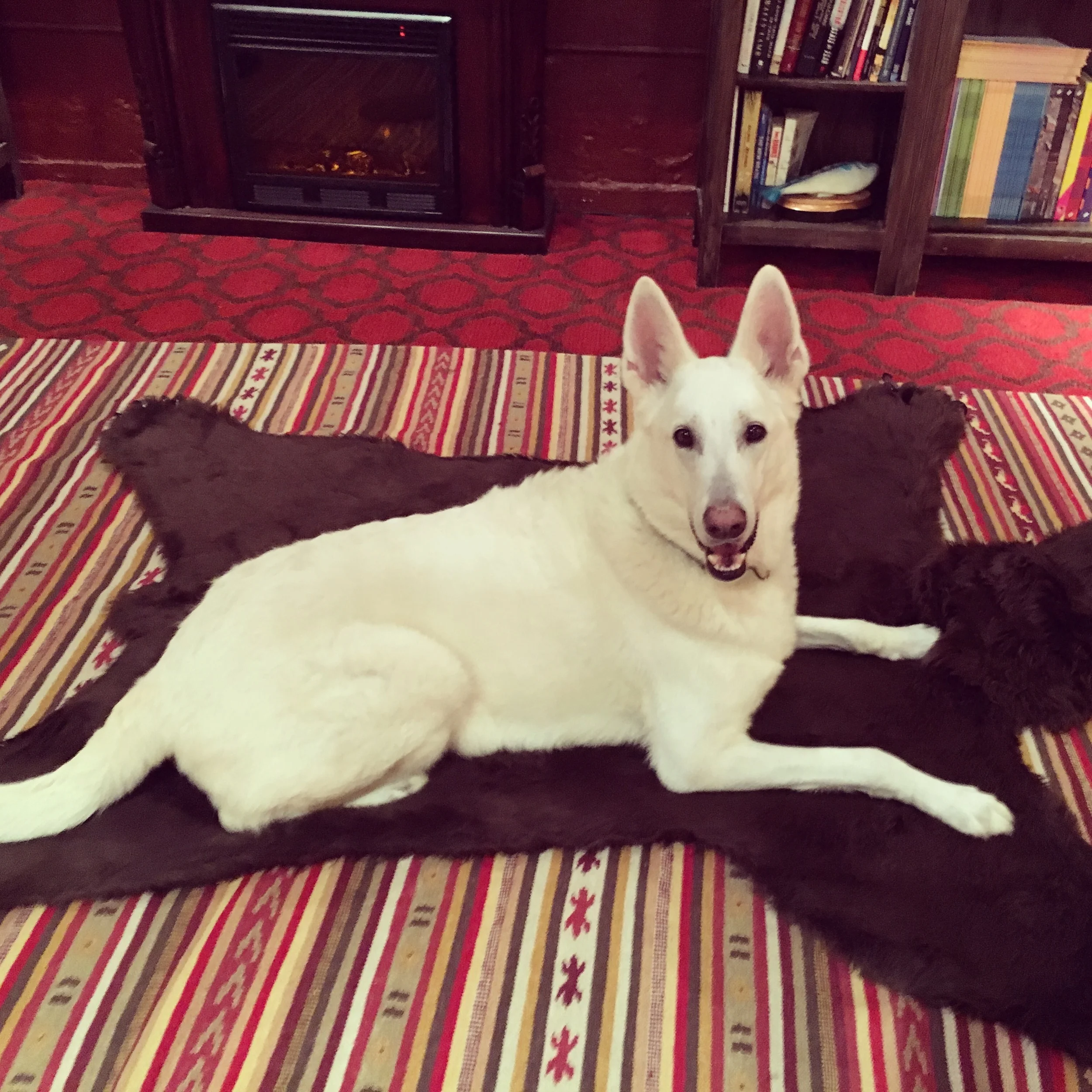 white german shepherd instagram