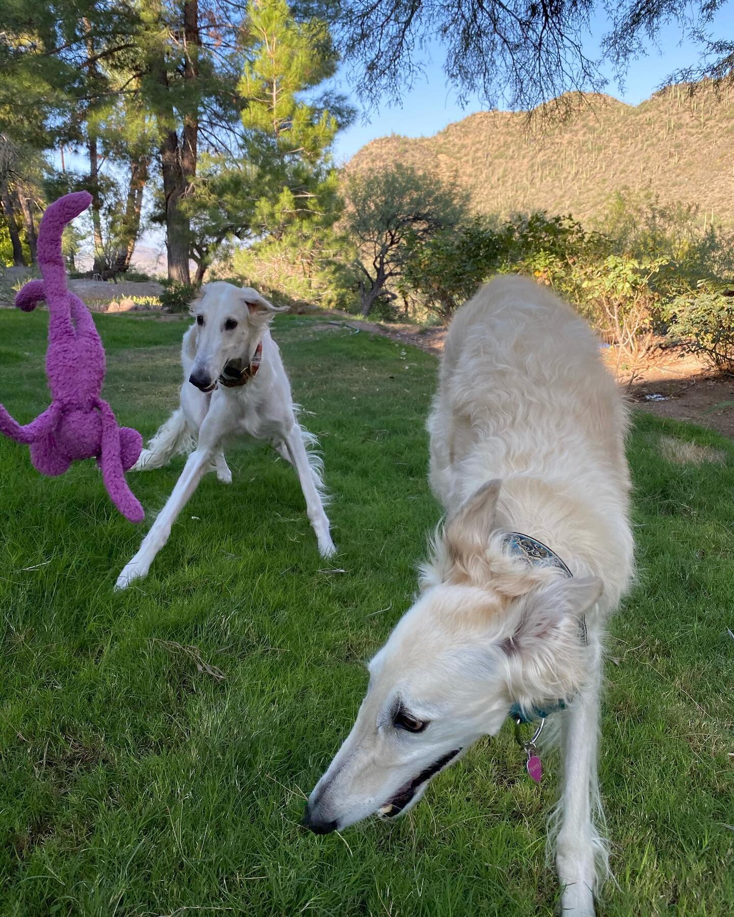 Action noodles #borzoi