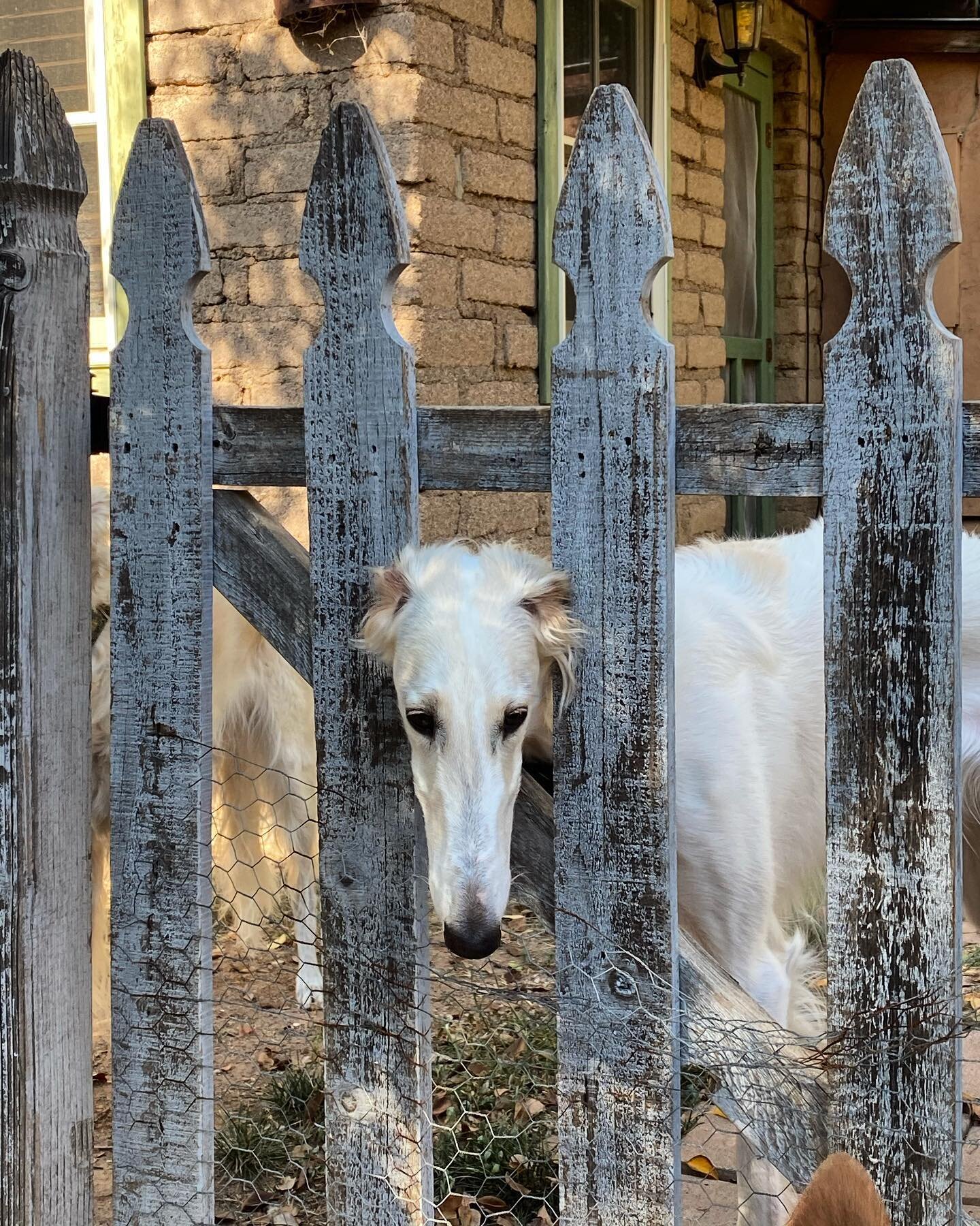 Ora nose fences #borzoi #borzoisofinstagram