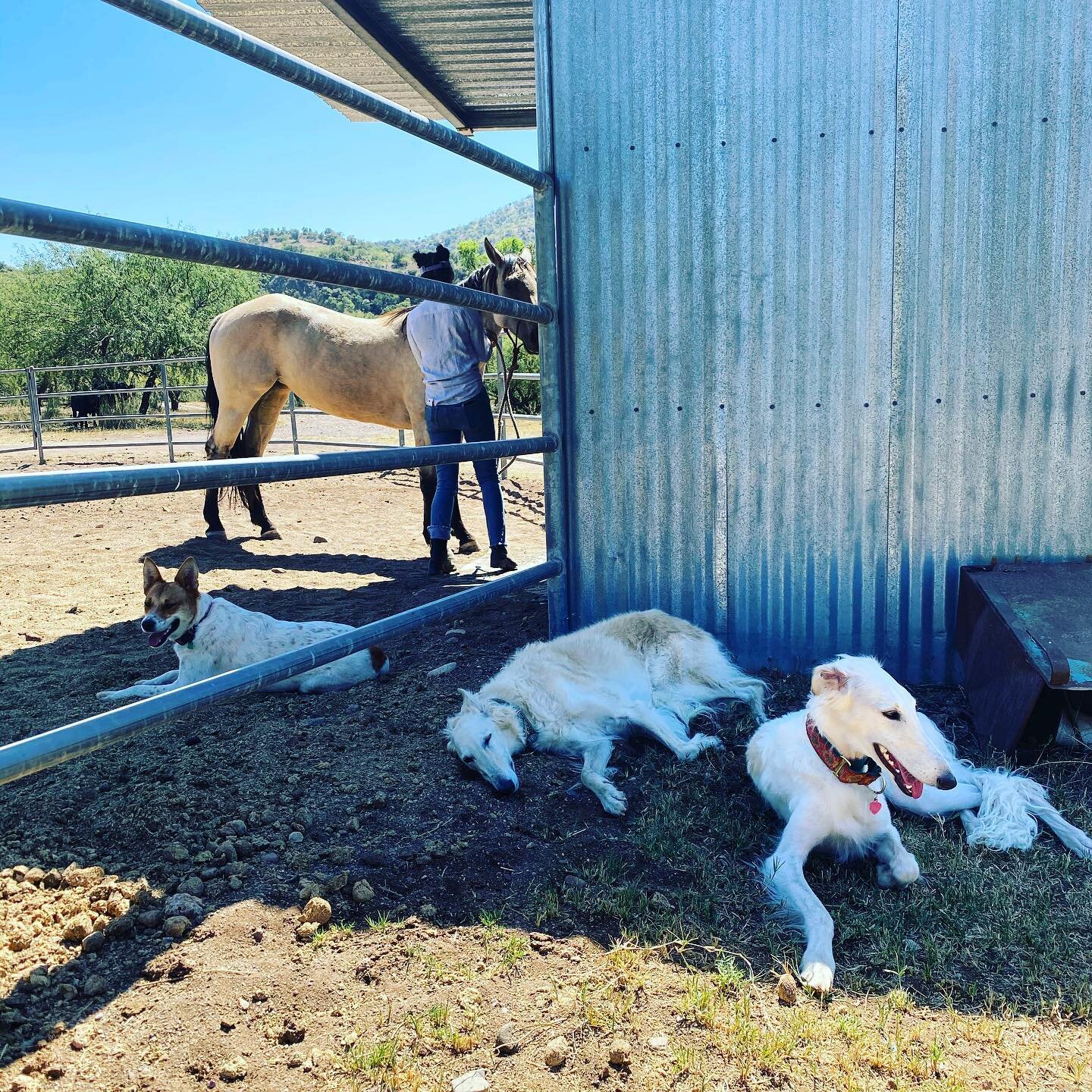 Ranch hands #borzoi