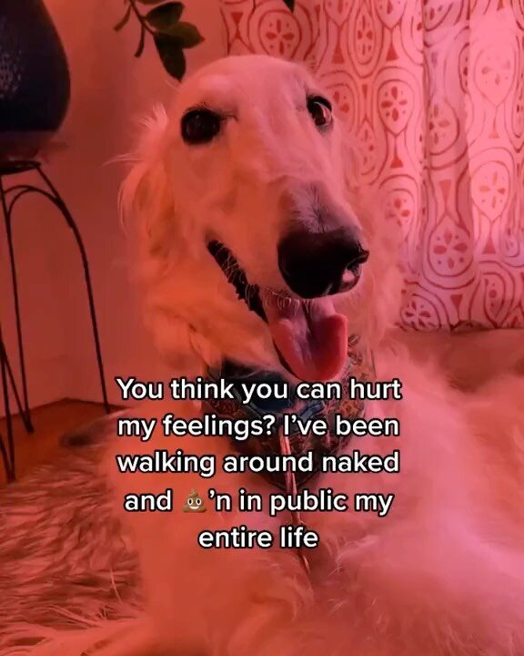 Bulletproof #borzoi