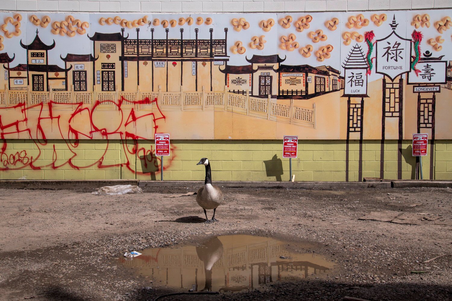  A Canada goose rests in front of a mural in an alleyway in Chinatown. The wall commemorates the family names of early Chinese-Canadians who came to Calgary at the beginning of the 20th century to work hard with a hope of finding a better life. Despi
