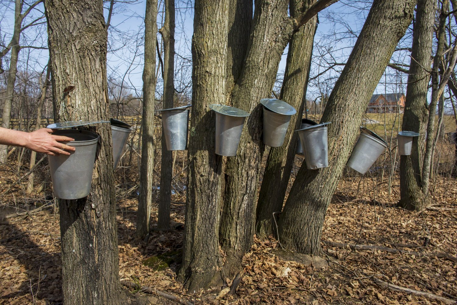 Last Maple Men_4_DSC9345Web.jpg