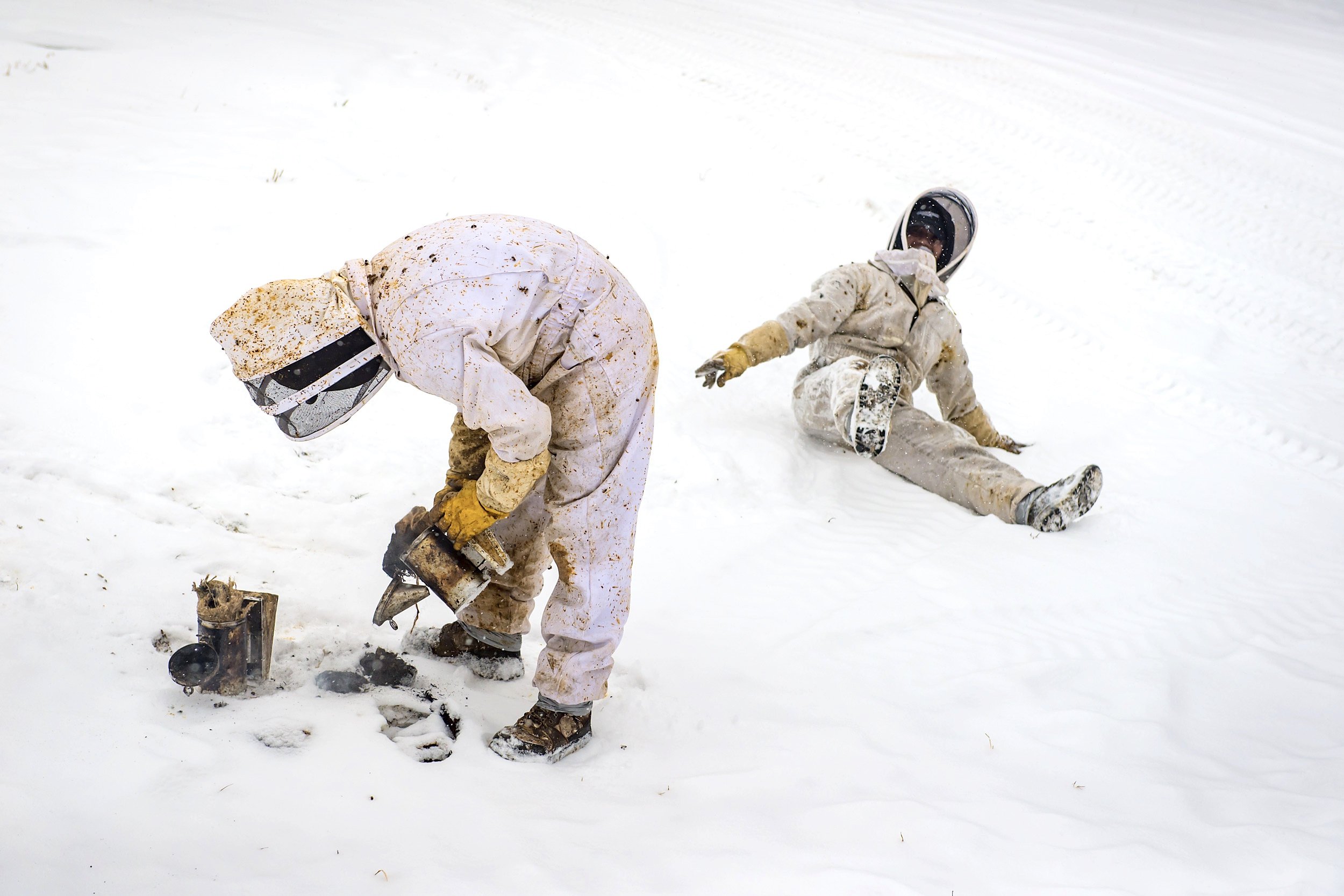 The bee season starts in winter and ends in late fall. Often originating from tropical countries, workers have to cope with Northern Alberta weather; snow and freezing temperatures as low as -30 Celsius. 