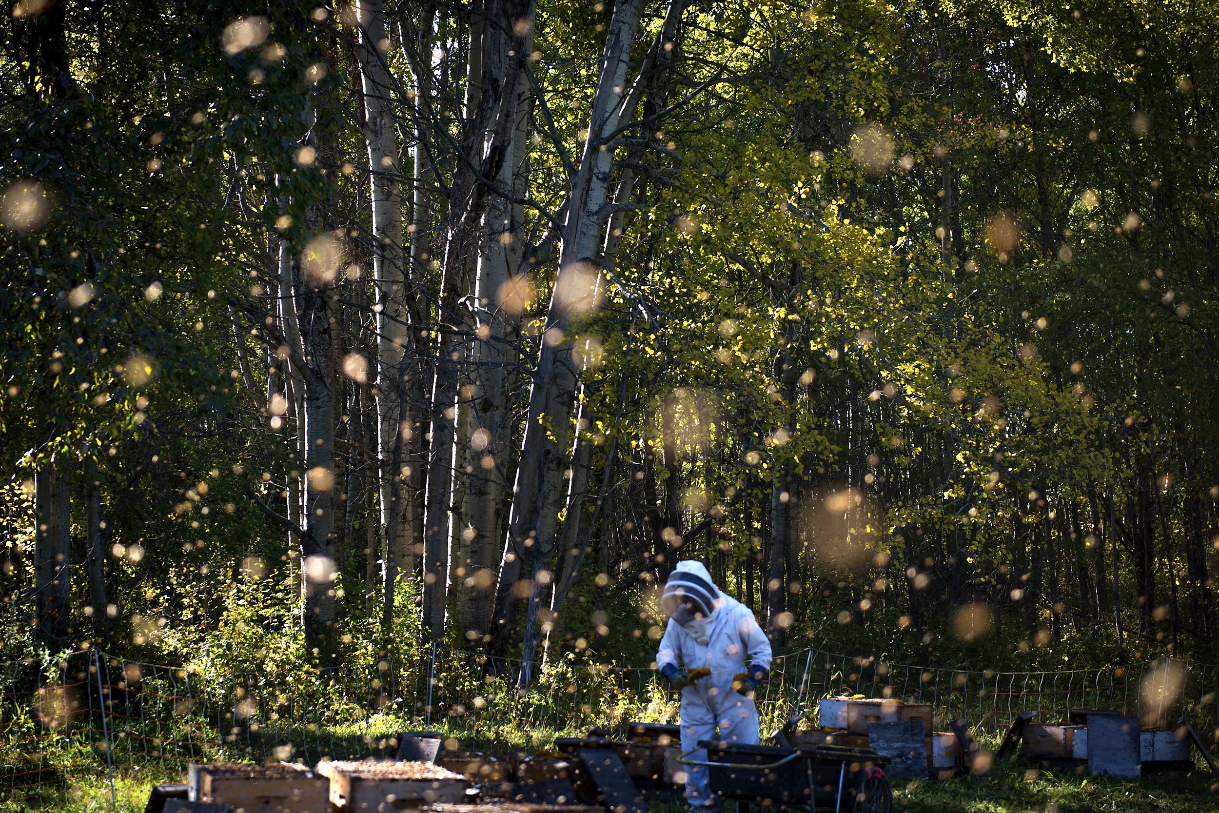  A beekeeper is surrounded by honeybees while working on a bee colony in Northern Alberta.  