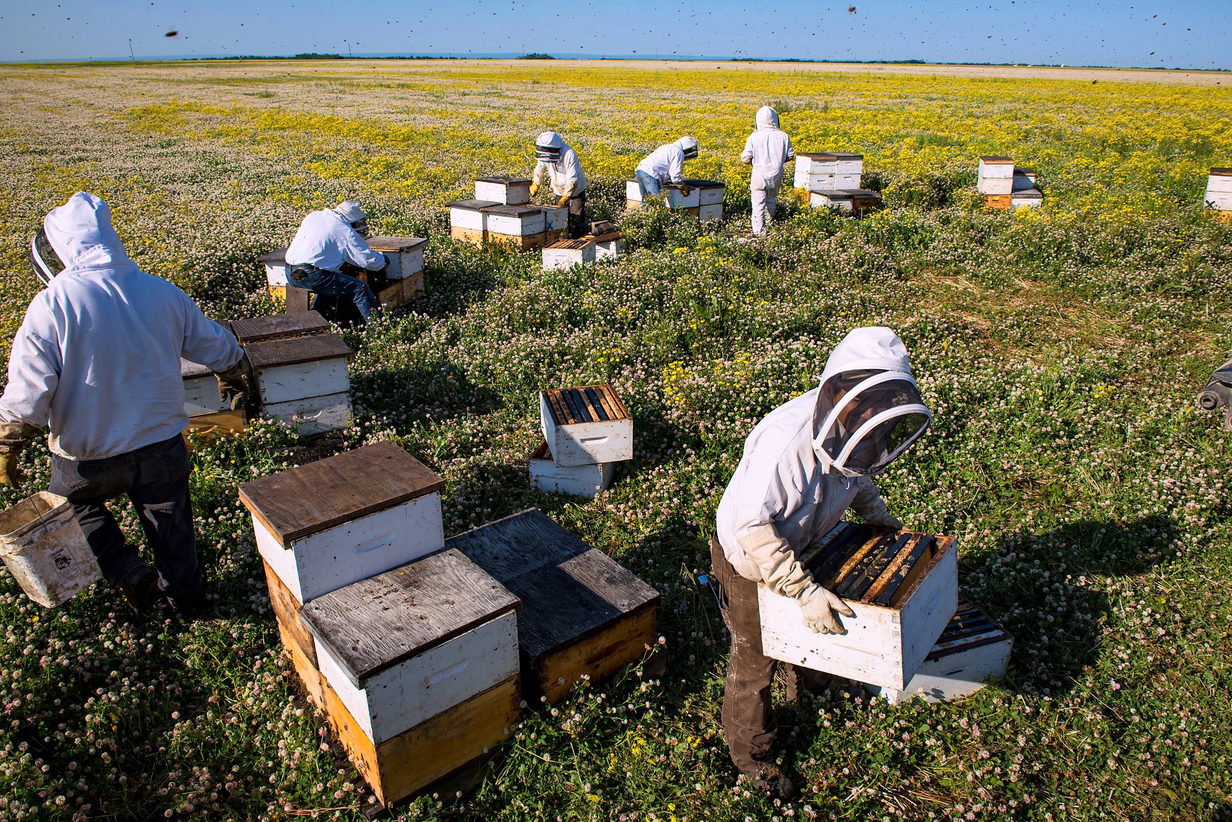  As the summer progresses the beehives will mature as flowers and food sources increase. Just before harvest, around the middle of July, hives can reach up to eight boxes in height and yield up to 200 pounds of honey per colony. 