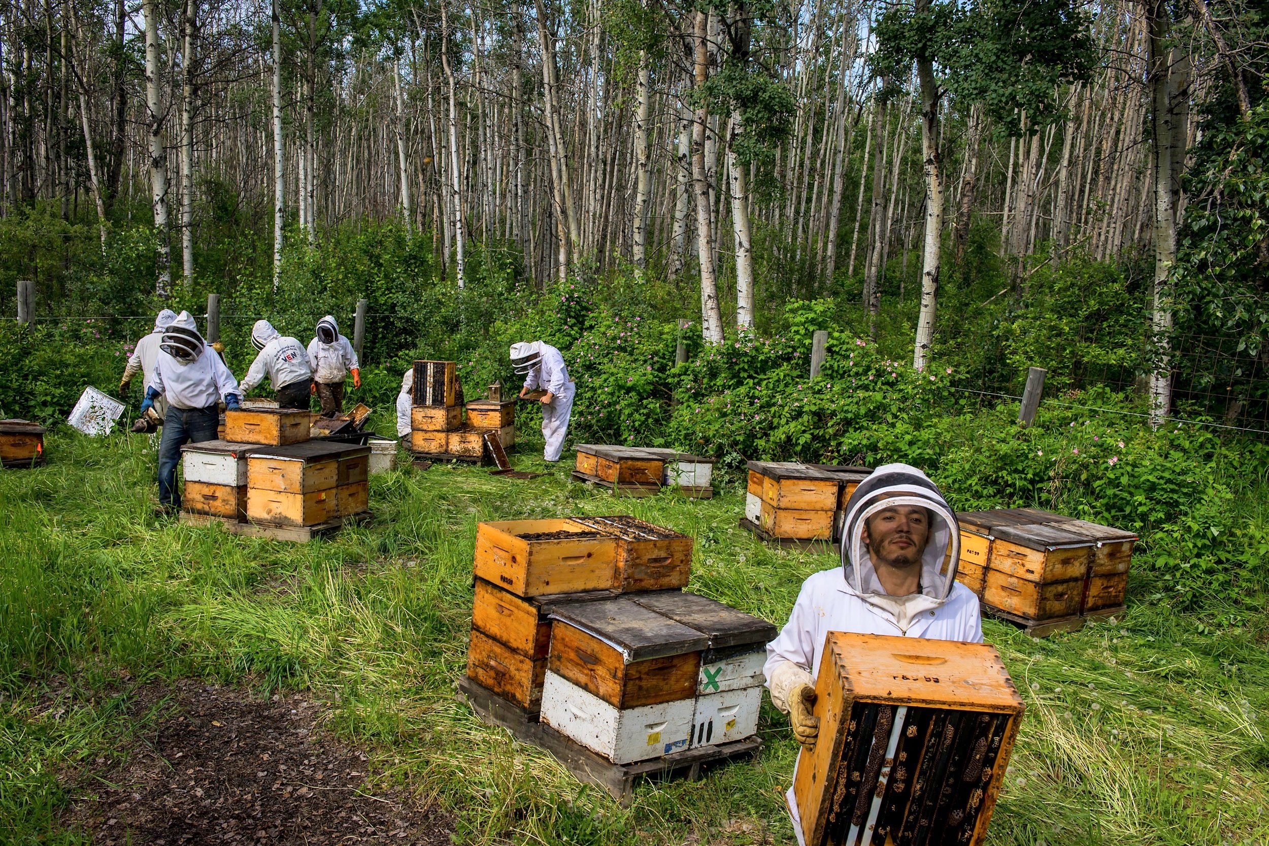  Alberta alone generates up to 45% of the total honey production in Canada. In 2018, the country produced $196.6 million of honey, an increase of more than 16% from 2016 (Statistics Canada). 