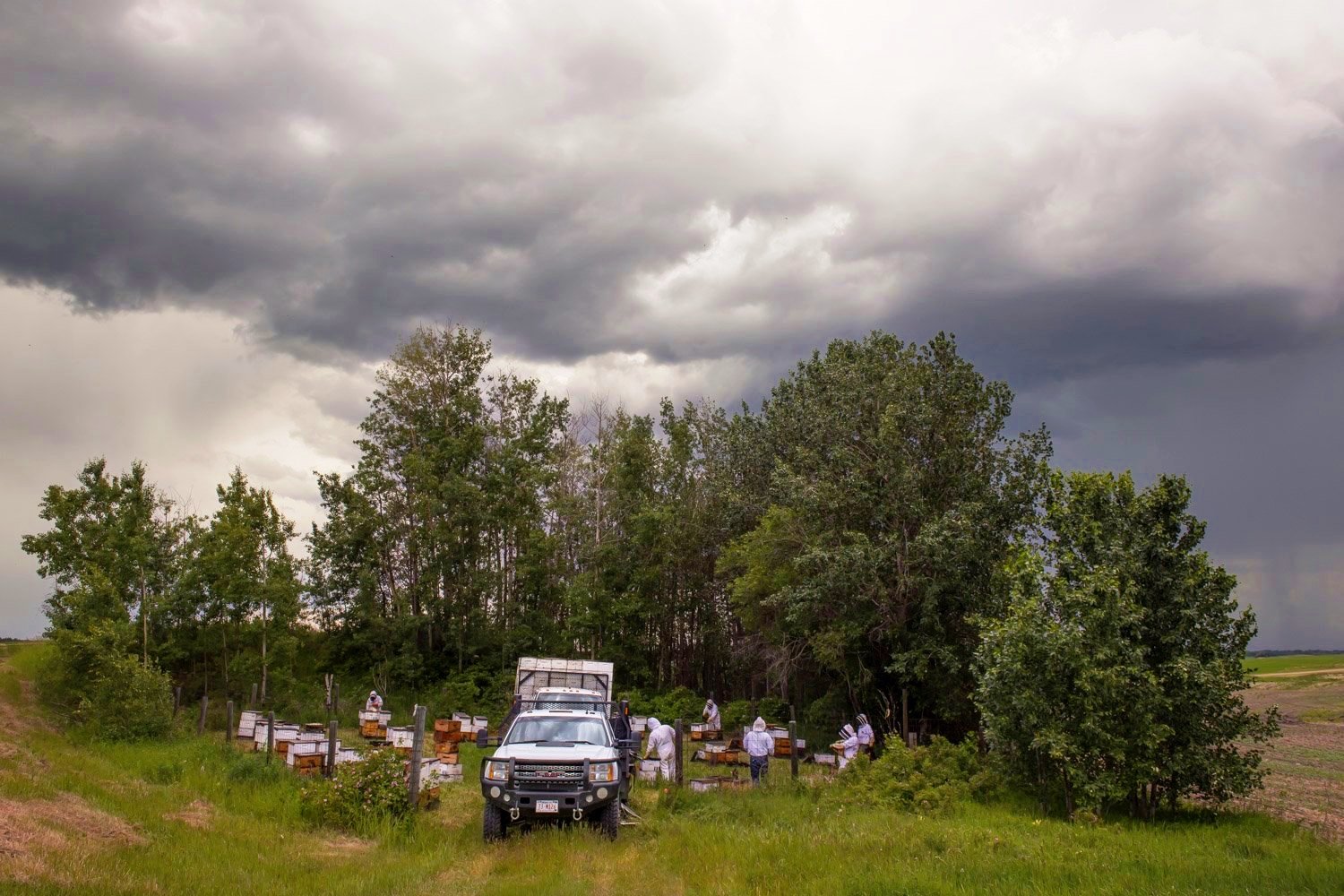  Known for long warm summer days, cool nights and abundant clover fields, the Peace River Country is a well-established area for honey production in the country. 