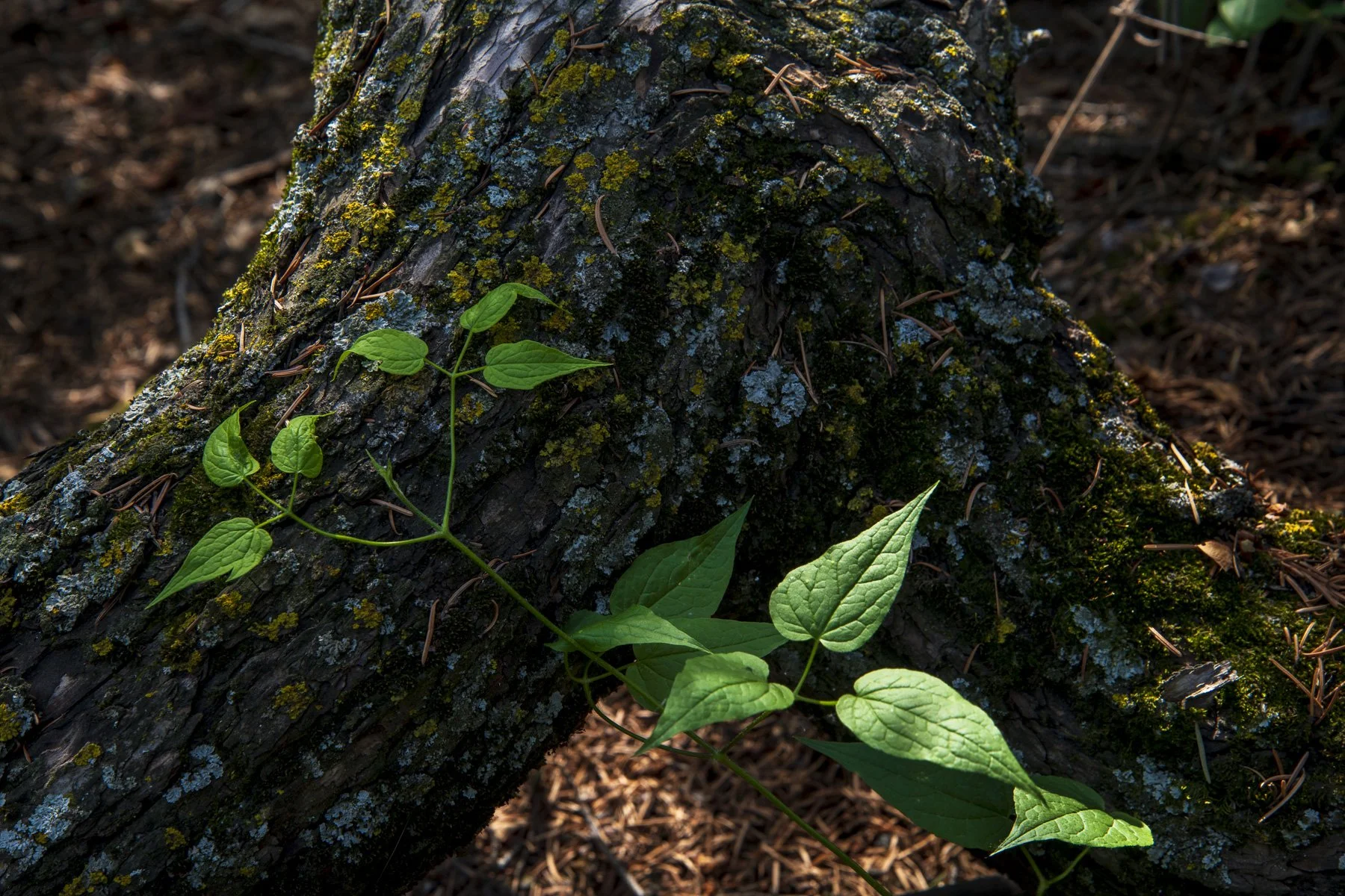 19c.Douglas Fir_9024.jpg
