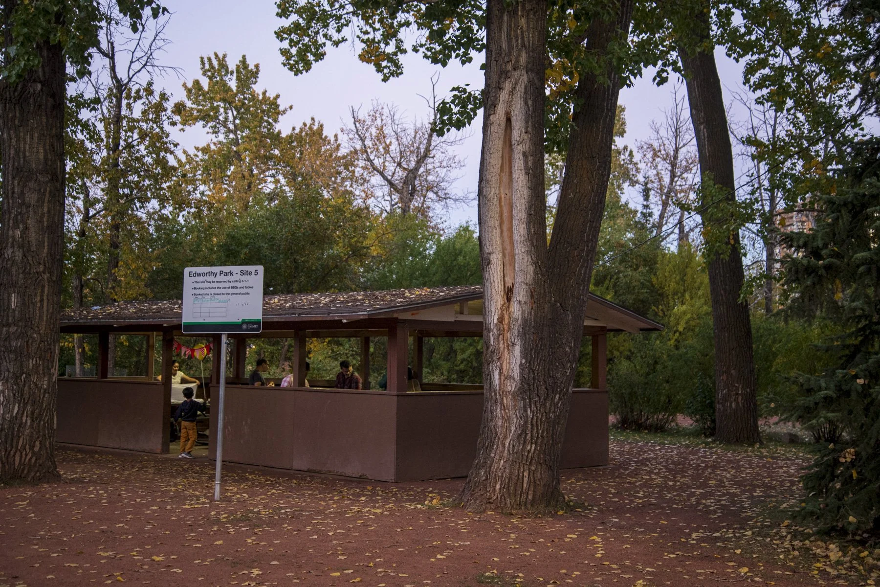 12.Douglas Fir_384B.jpg