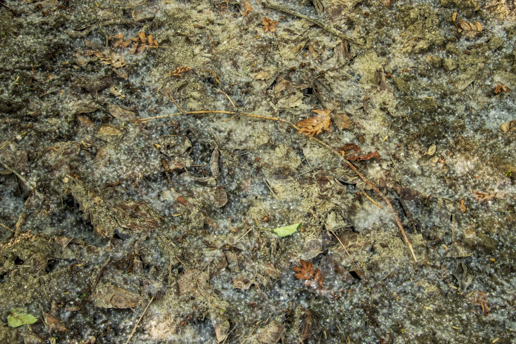 17.Douglas Fir_10578.jpg