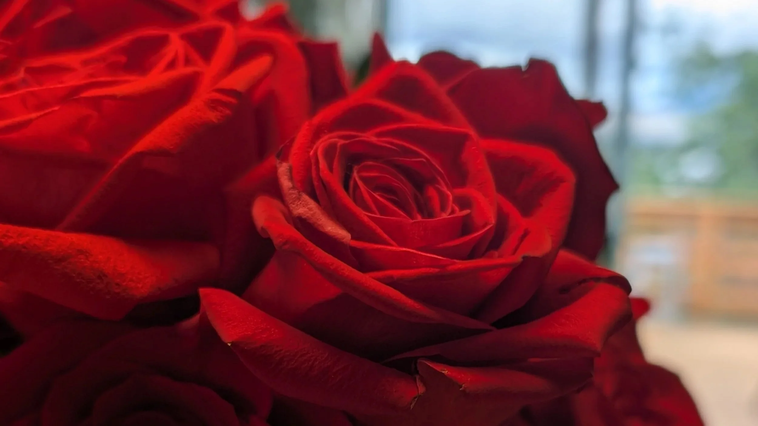 The Roses