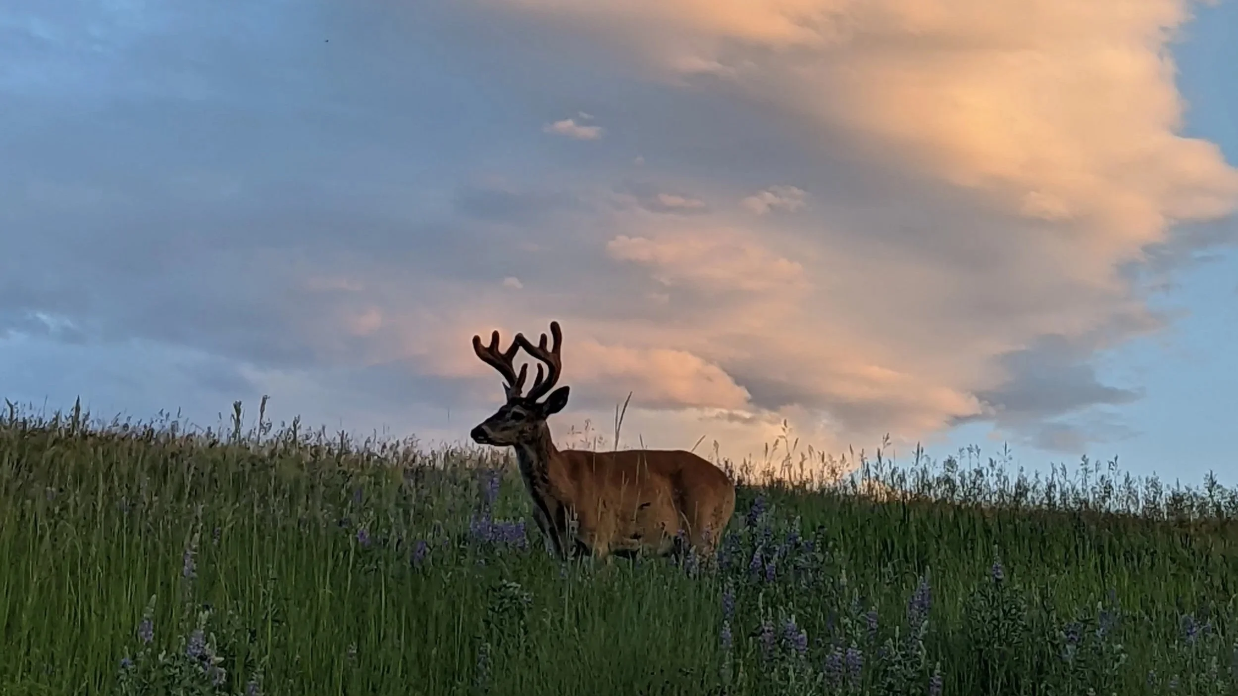 The Ants &amp; The Deer 