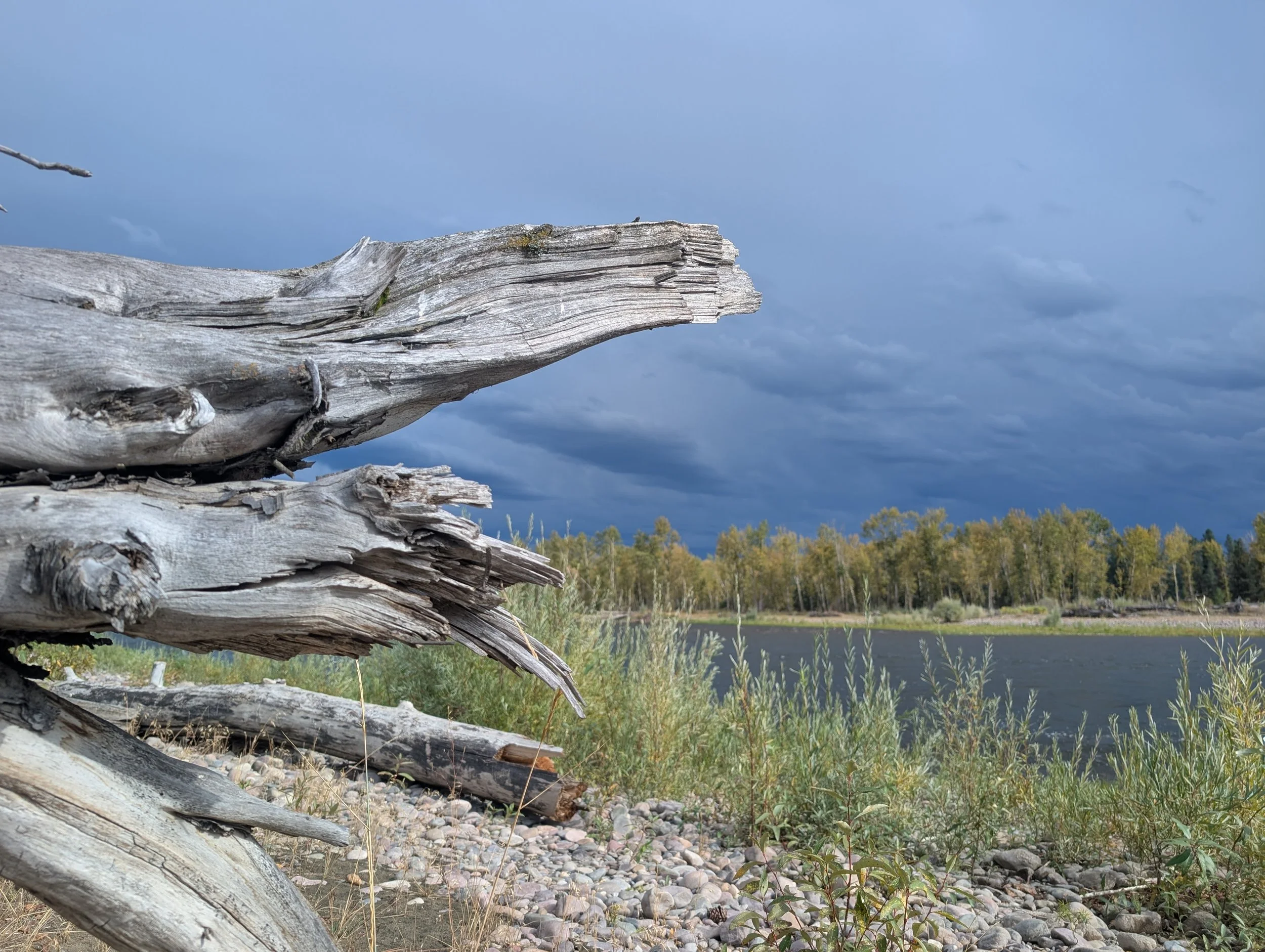 fallen log.jpg