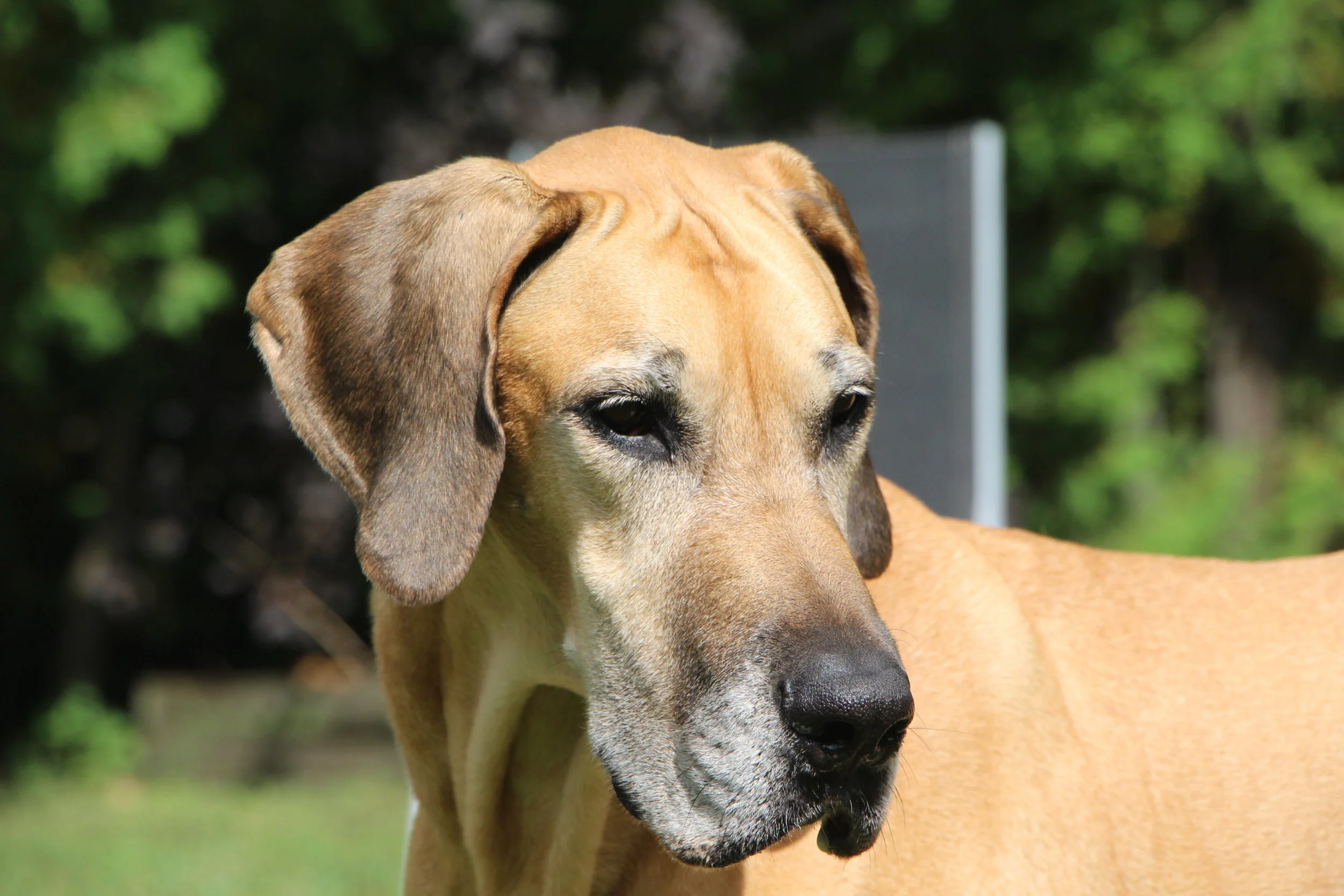 Animal Rescue Great Danes To Adopt Near Me Dane Mix Great