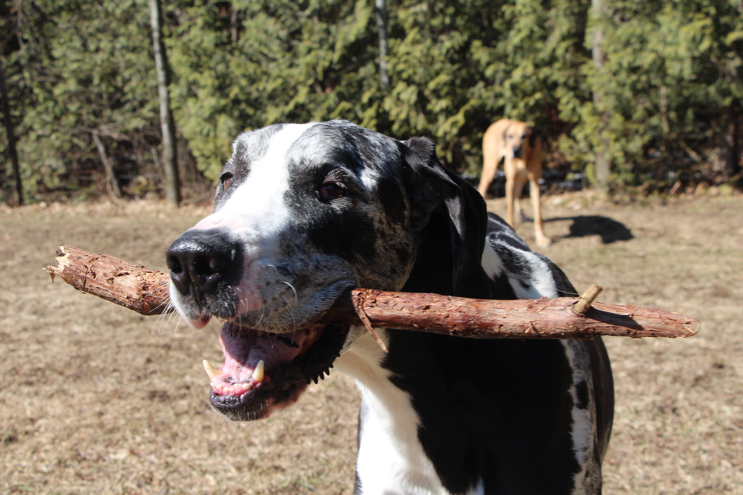 Great Dane Angels Great Dane Rescue In Ontario Canada