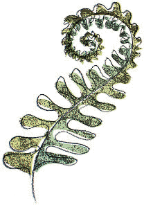 fern2.png