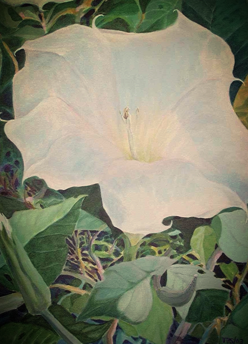 "Sacred Datura" Acrylic on canvas 18X30