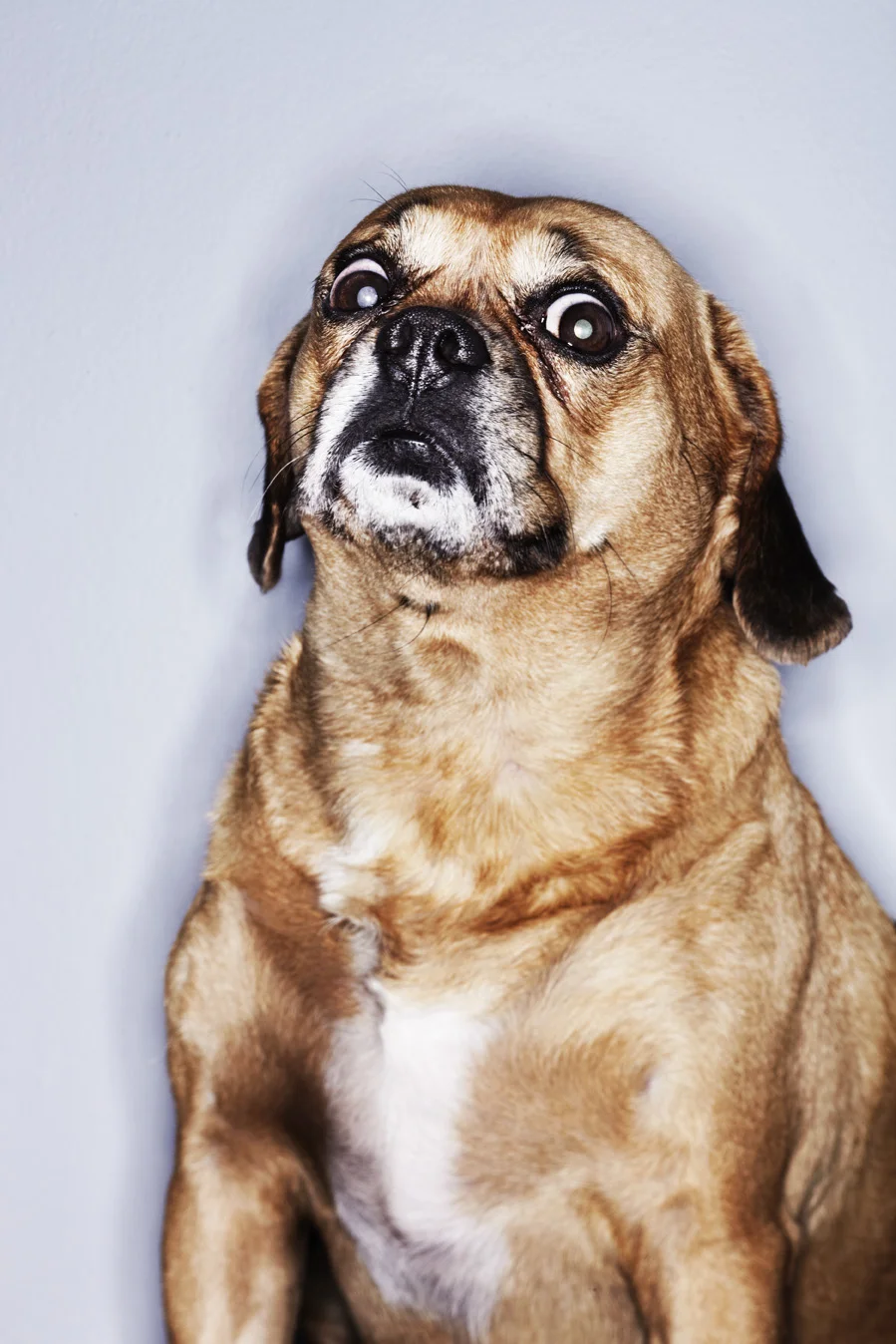 Dog.jpg