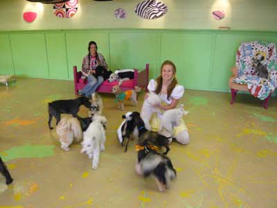 little dog daycare