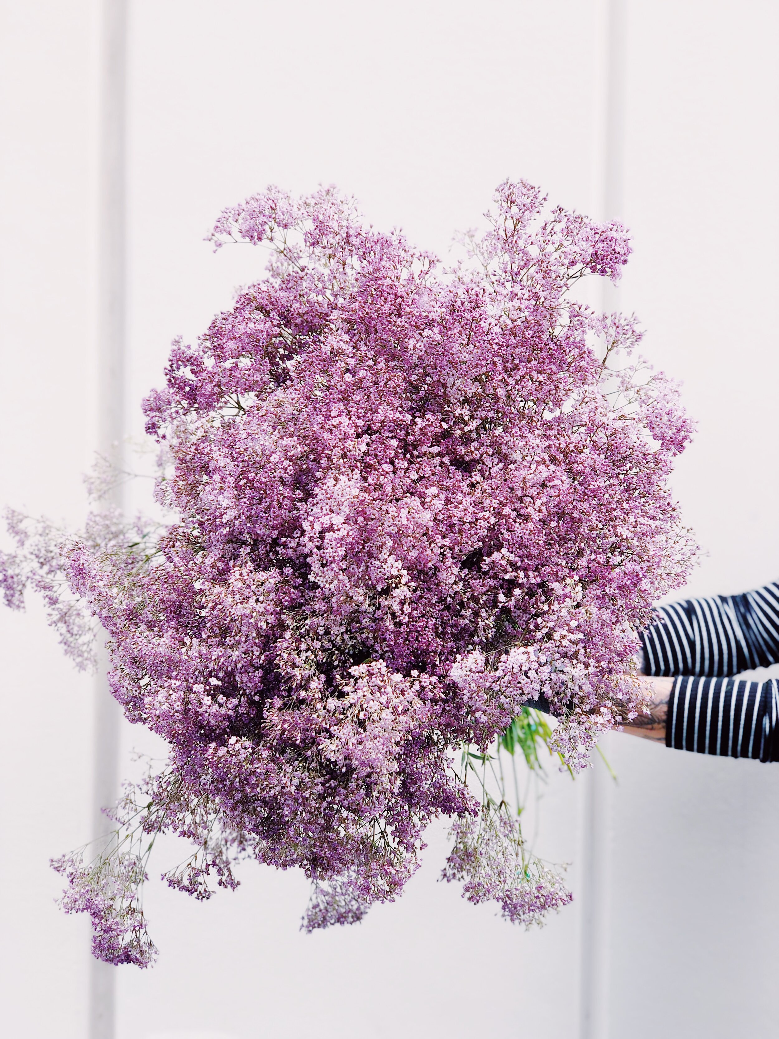 Dyed Babies Breath Cloud - Customizable Colors